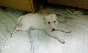 4 months old Labrador. Female Vaccinated Needs a