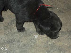 4 pure black labrador in just rs. or 