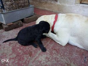 5 black Heavy Labrador puppy for sell... 3 Male & 2 Female.