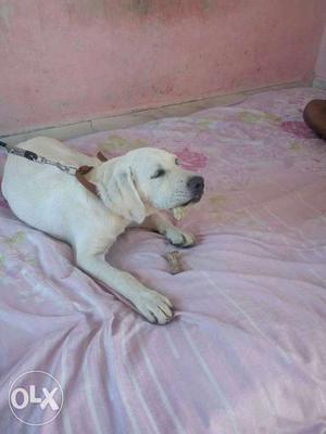 6 month labrodor dog male in good condition.