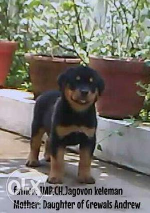 66 days Black And Brown Coated Rottweiler.
