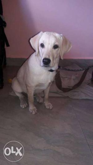 8 month old pure breed Female Labrador puppy