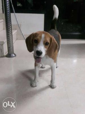 8 months old pure beagle
