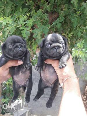 A vinod pet villa black pug puppy for sell