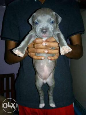 A vinod pet villa pitbull puppy for sell