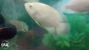 Albino Oscar fish 6 months old 4-6 inches big