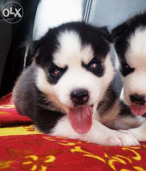 All colours siberian husky pups available