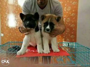 American Akita Puppy available