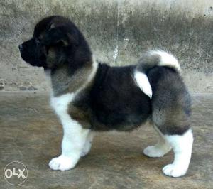 American Akita puppies available for sale