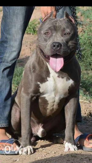 American Bully available for MEETINGS
