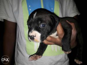 American Pitbull Terrier female puppies for sale