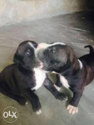 American pit bull only male puppy for sale