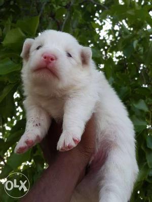 American shizt Pomeranian puppies avable pure breed import