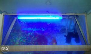 Aquarium / fish tank with blue light, filter,
