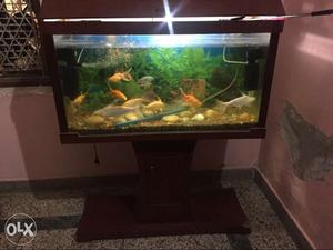 Aquerium 3 feet with fish