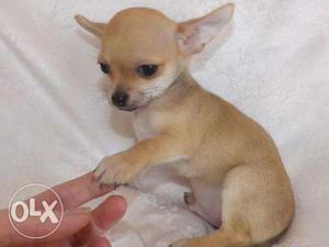 Awesome Chihuahua For Sell