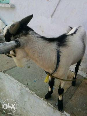Bantum breed male goat for sale