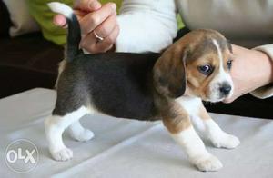 Beagle Pups