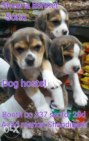 Beagle male pups 35 days old from sheena pet shop