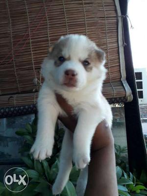 Best Quality Blue Eyes Siberian Husky Pups