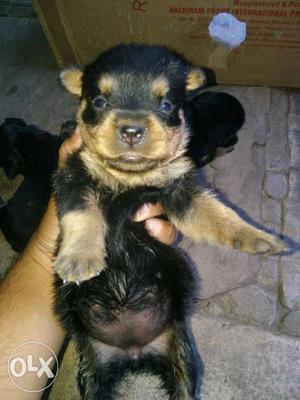 Big Head Good Quality Rottweiler Puppies For Sale