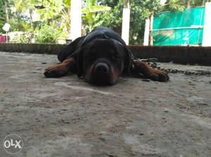 Black And Brown Pet Dog