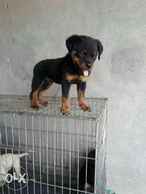 Black And Brown Rotweiler Puppy
