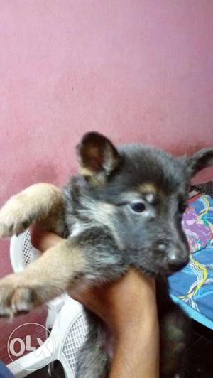 Black And Ran German Shepherd puppies