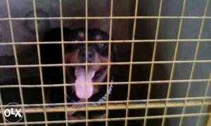 Black And Tan Rottweiler In Cage