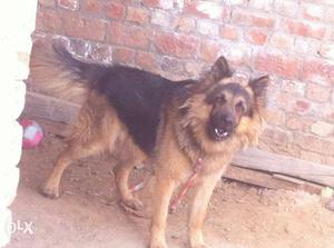 Black And Tan male German Shepherd double cout fully trand 2