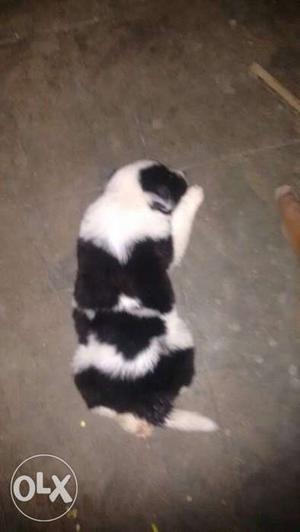 Black And White Long Coated Puppy