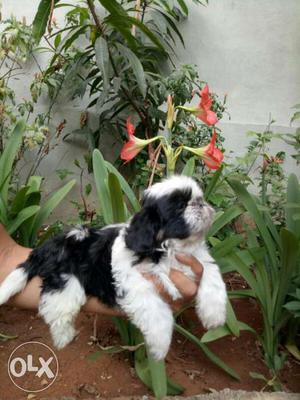+. Black And White Shih Tzu Puppies for Sale
