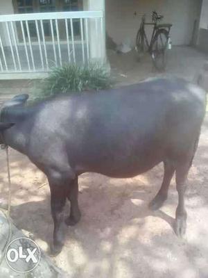 Black Cow In Alamcode Thiruvananthapuram District
