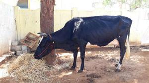 Black Cow In Tirunelveli