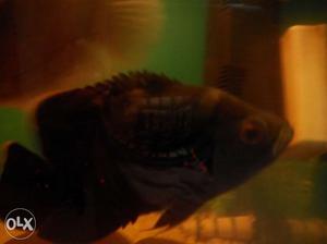 Black Oscar fish for sale 13 cms