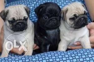 Black and fawn color pug pups available. champion