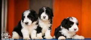 Black and white tibetan terrier male puppy available