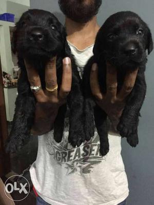 Black female lab puppies