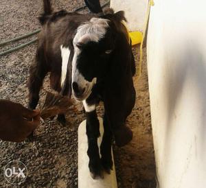 Black&White Beetal goat 7 month