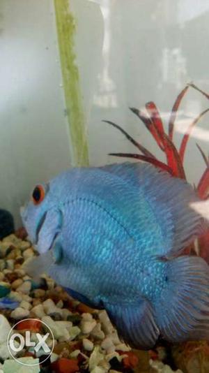 Blue Short-fin Fish