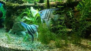 Blue angal Breeding pair sale