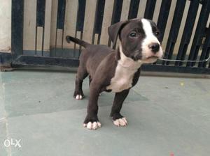 Blue color American Pit Bull Terrier Puppy