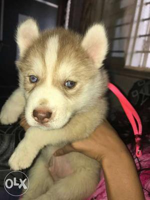 Blue eyes. Siberian husky puppy. 40 days.100% pure breed