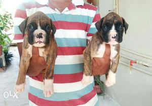 Bridal and fawn colour Puppies