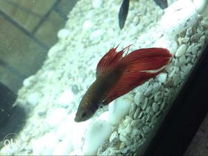 Brown And Red Betta Fish