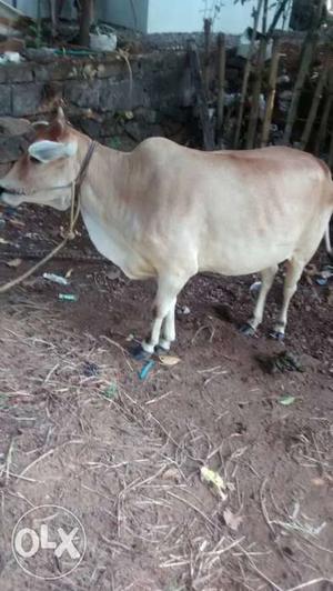 Brown Cow In Athirampuzha