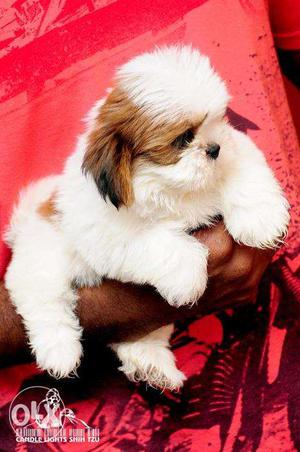 Brown and white shih tzu puppy available