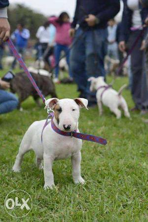 Bull Terrier & American Pitbull Puppies available for