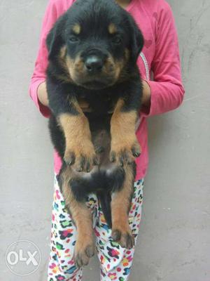 CALL O6 Top quality Rottweiler puppy heavy bonne big