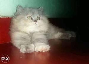 Cat for sale 5month female